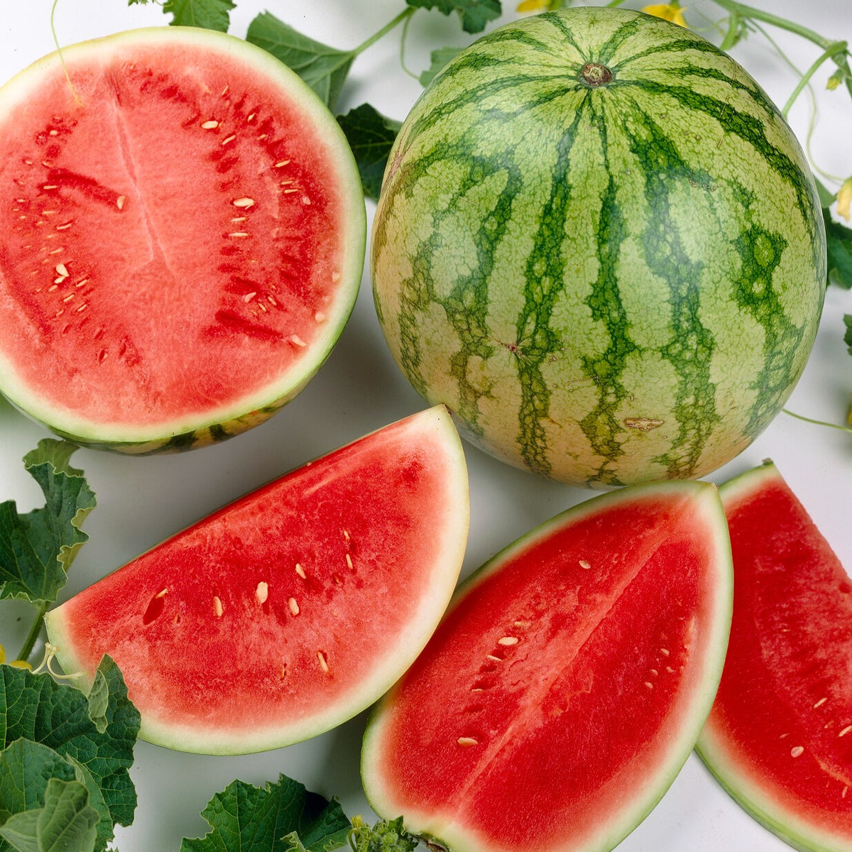 Wassermelone Crimson Sweet Bio - Bakker