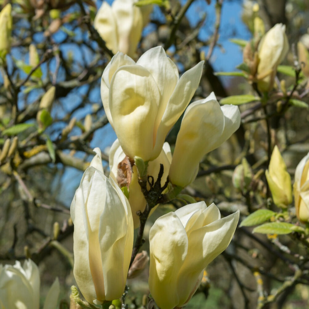 Magnolia Yellow Lantern - Magnolie Yellow Lantern - Magnolien