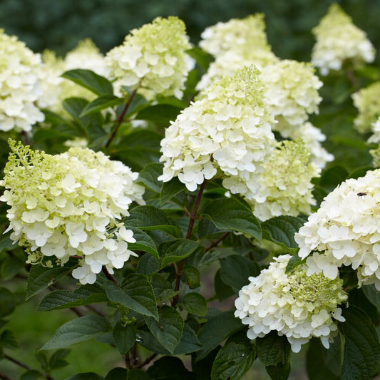 Rispenhortensie 'Silver Dollar' - Bakker