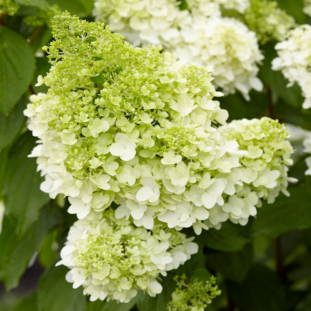 Rispenhortensie Magical® Moonlight - Hydrangea paniculata magical ® moonlight - Bakker