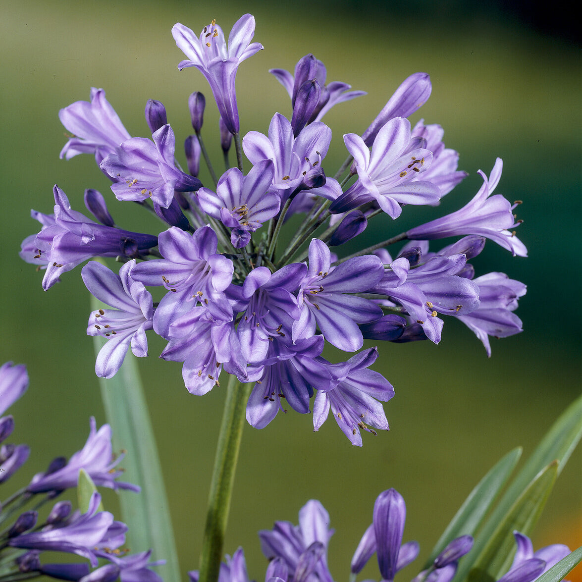 Schmucklilie Blue Triumphator - Bakker