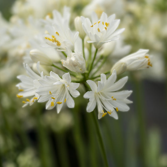 Schmucklilie ‘Double Diamond’ - Bakker