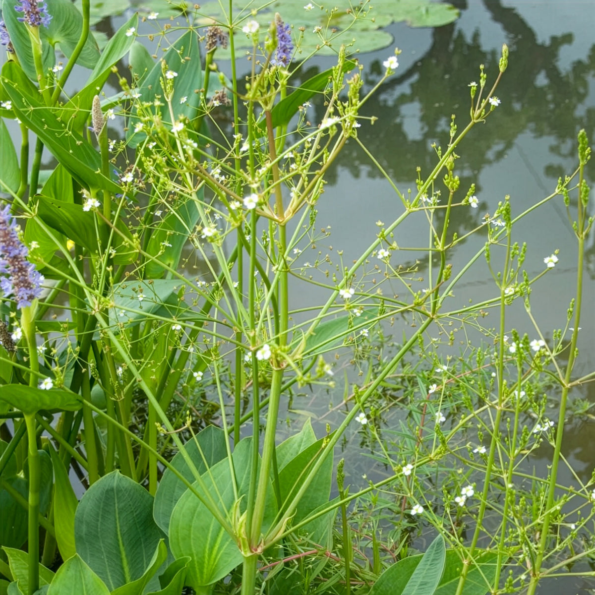 Alisma plantago-aquatica - Gewöhnlicher Froschlöffel - Nackte Wurzeln