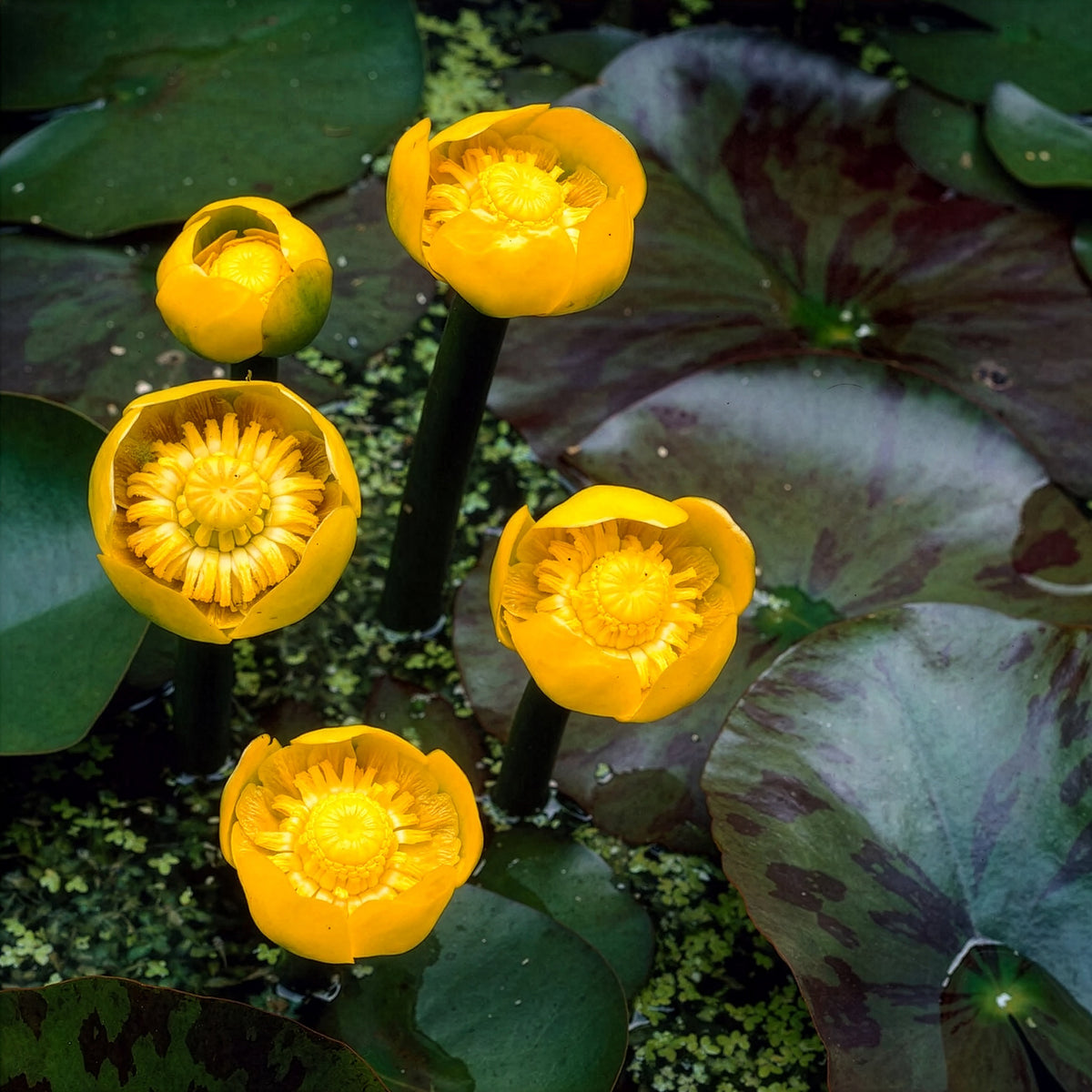 Nuphar lutea - Gelbe Teichrose - Seerosen