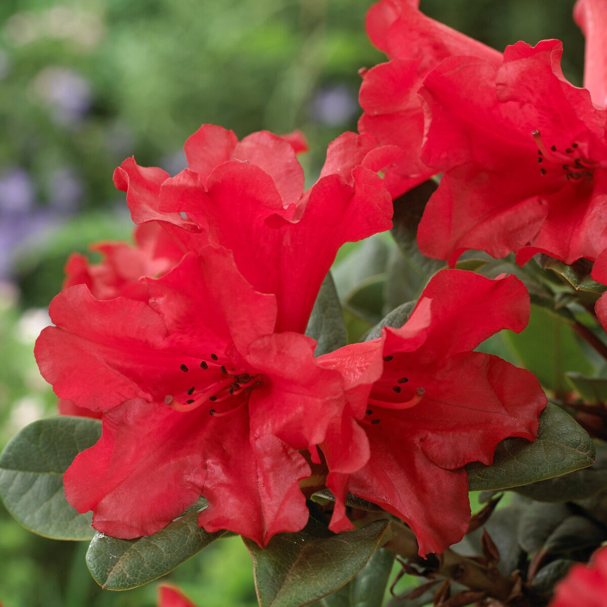 Zwerg Alpenrose Scarlet Wonder - Rhododendron Scarlet Wonder - Bakker