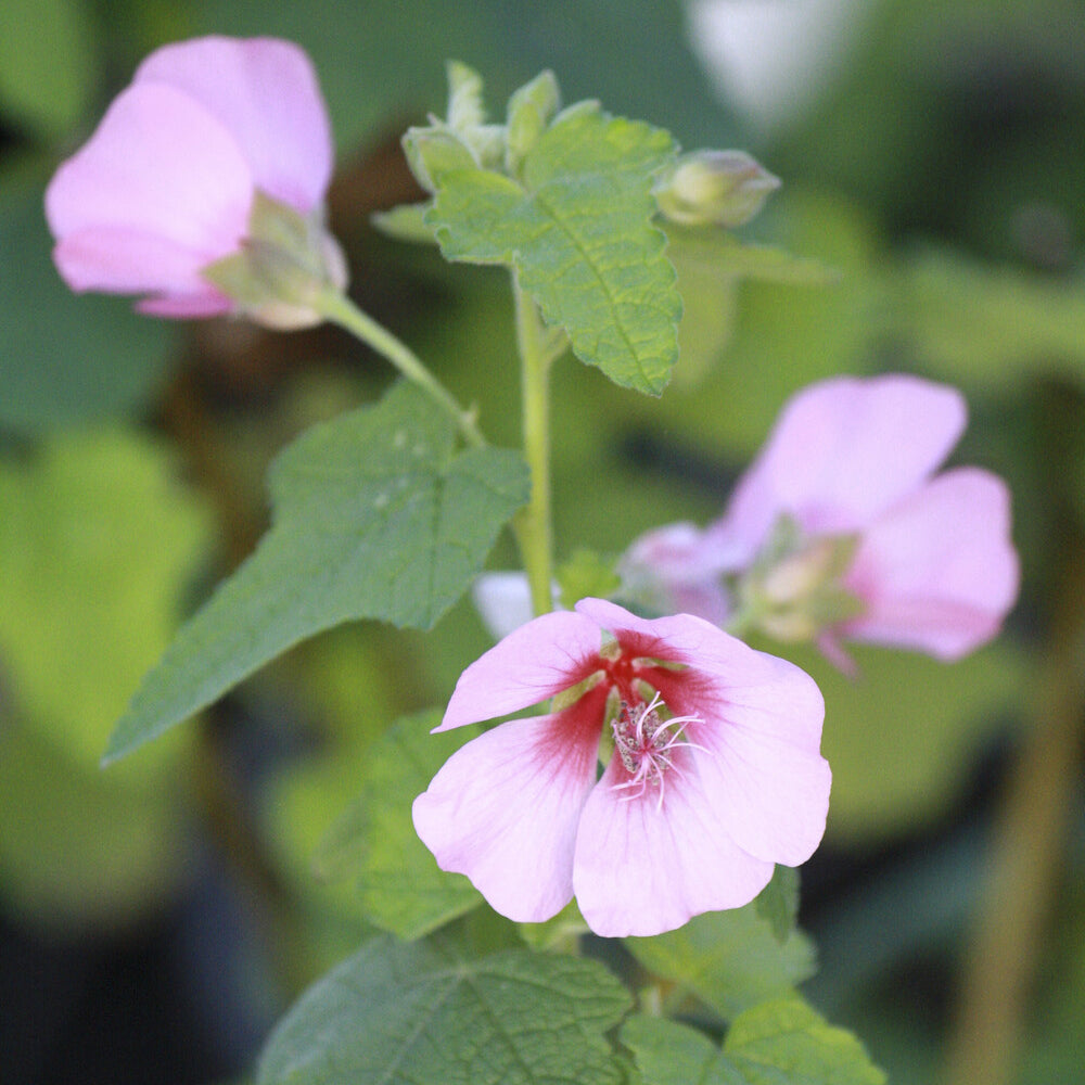 Anisodontea capensis - Kapmalve - Balkonblumen