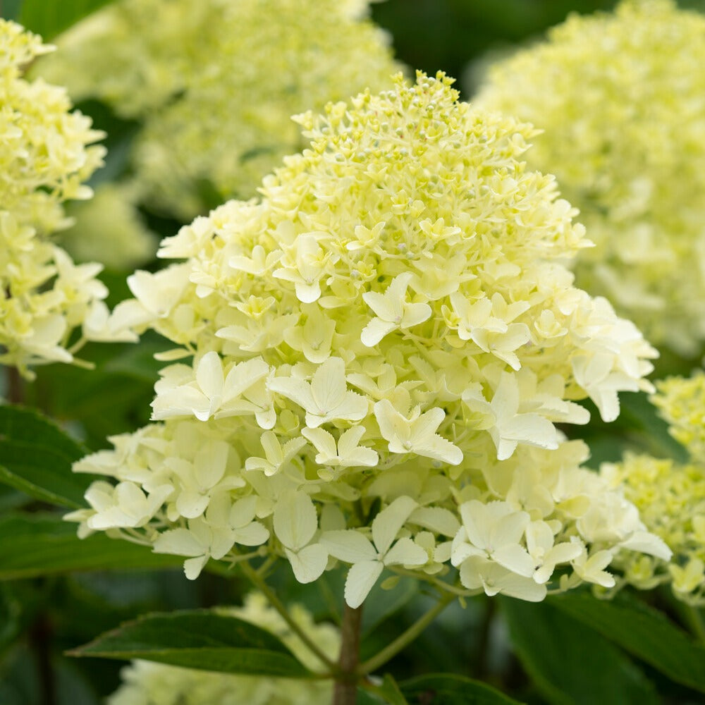 Rispenhortensie 'Whitelight' - Hydrangea paniculata Whitelight - Bakker