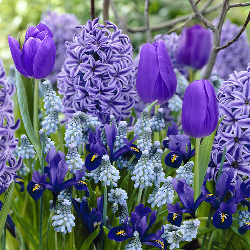 Blumenzwiebeln Blauer Rand-Mischung (x35) - Bakker