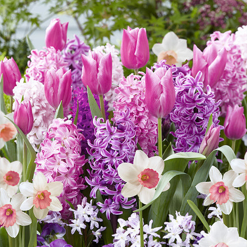 Blumenzwiebel-Mischung 'Bordure Rose' (x35) - Bakker