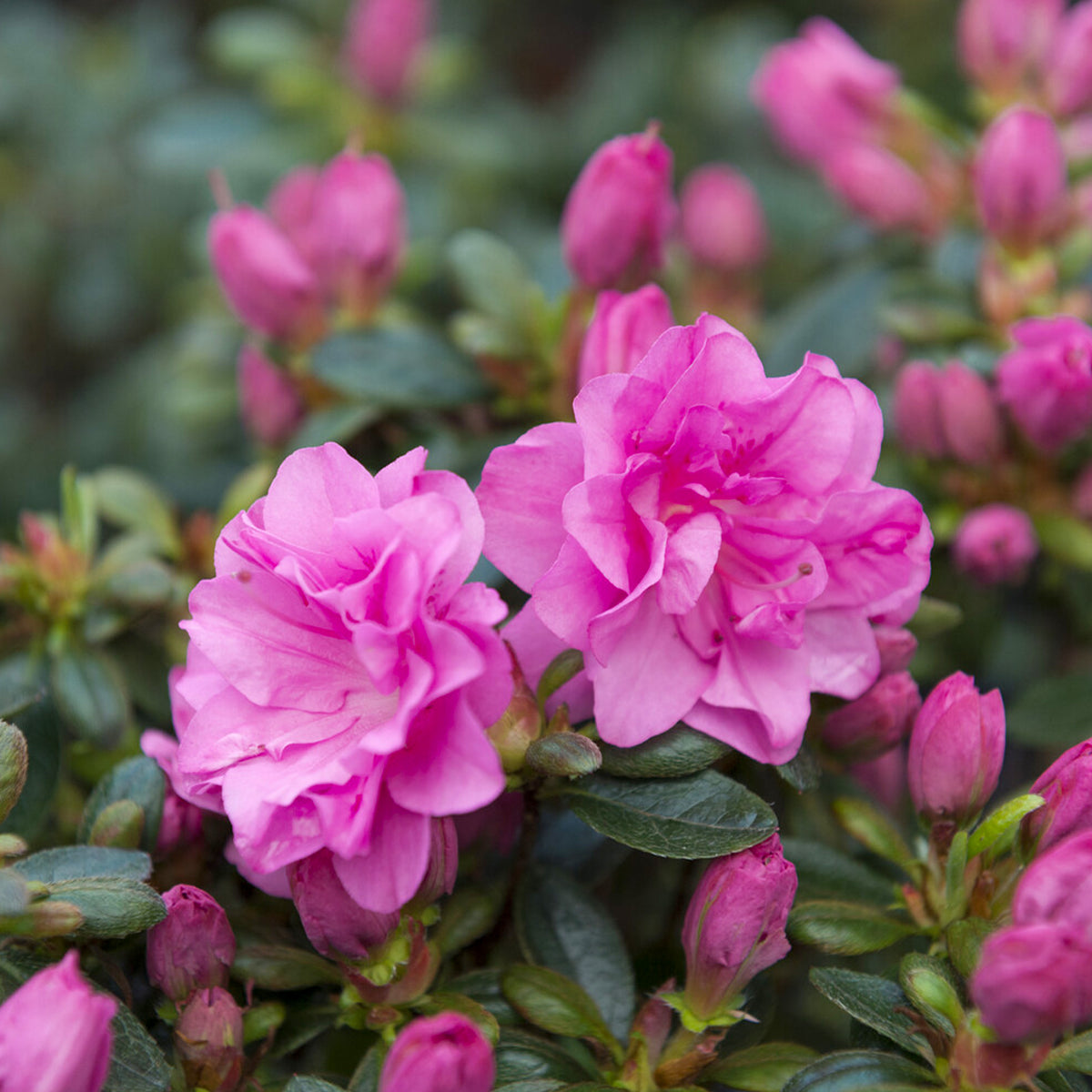 Azaleen - Japanische Azalee Lilac Surprise - Azalea japonica Lilac Surprise