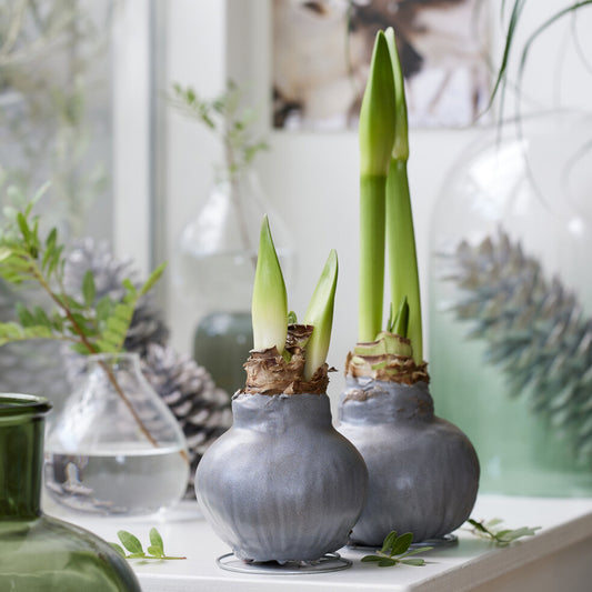 Wachs Amaryllis Gloss Silver - Bakker