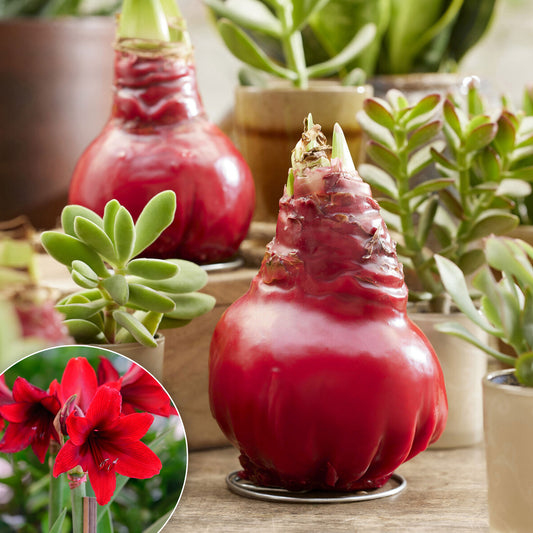 Wachs Amaryllis Gloss X Mas Red - Bakker