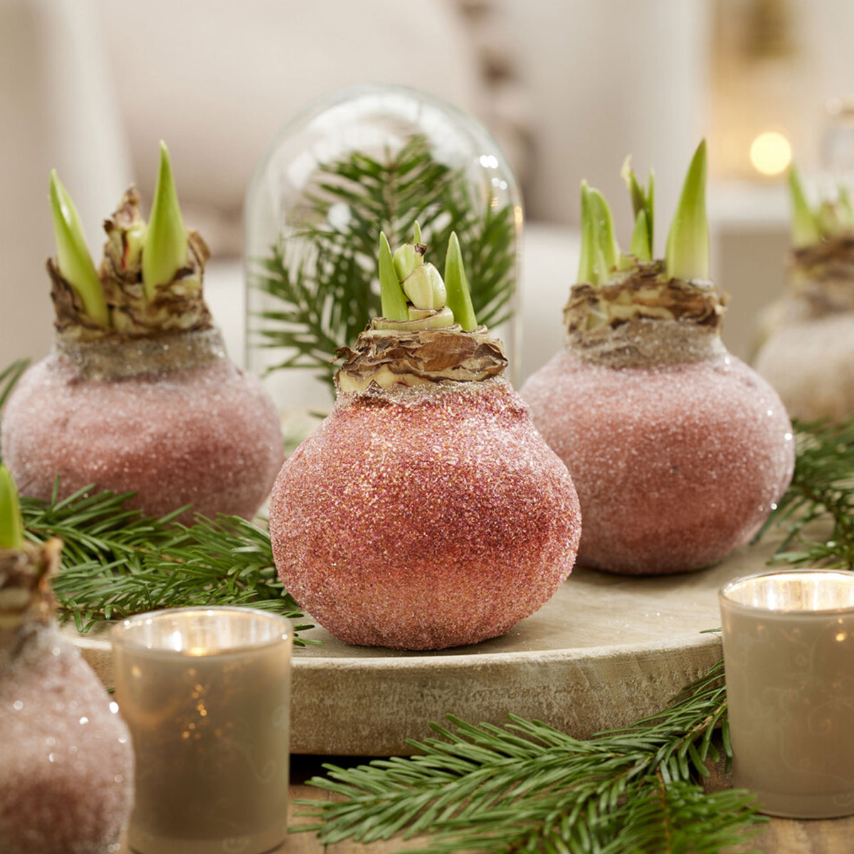 Wachs Amaryllis Magic Rosé Gold - Bakker