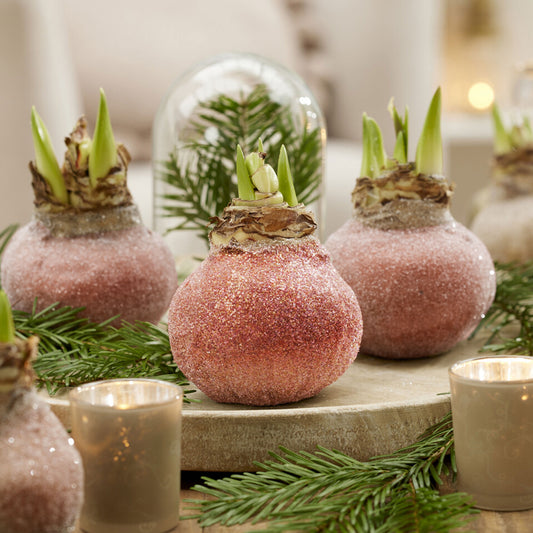 Wachs Amaryllis Magic Rosé Gold - Bakker