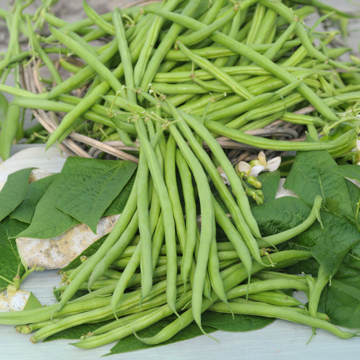 Buschbohne, mangetout ‘Castandel’ - Phaseolus vulgaris nain mangetout castandel (obt. clause) - Bakker