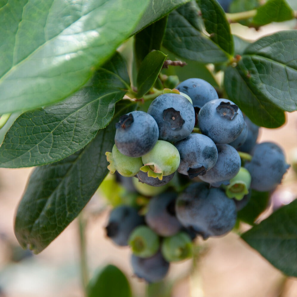 Vaccinium corymbosum Giant Patriot - Heidelbeere Giant Patriot - Heidelbeeren