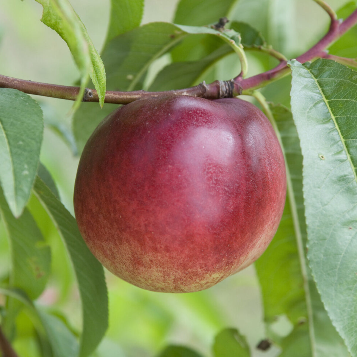 Prunus persica Nectared - Nektarinenbaum Nectared - Nektarinenbäume