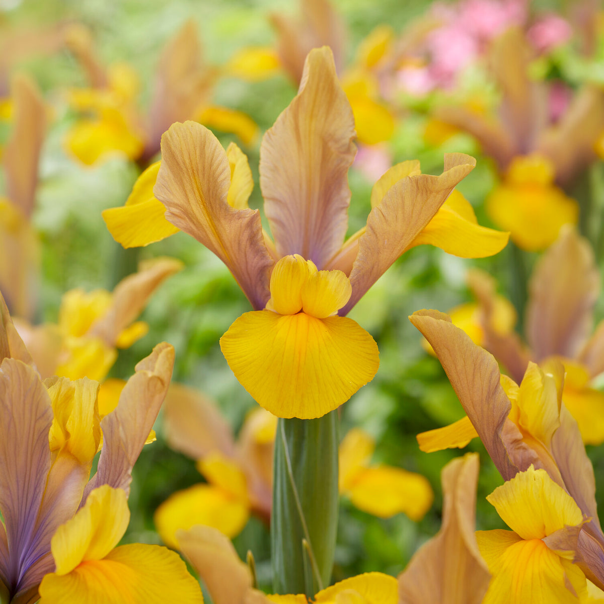 Holländische Schwertlilie Bronze Perfection (x10) - Iris hollandica bronze perfection - Bakker