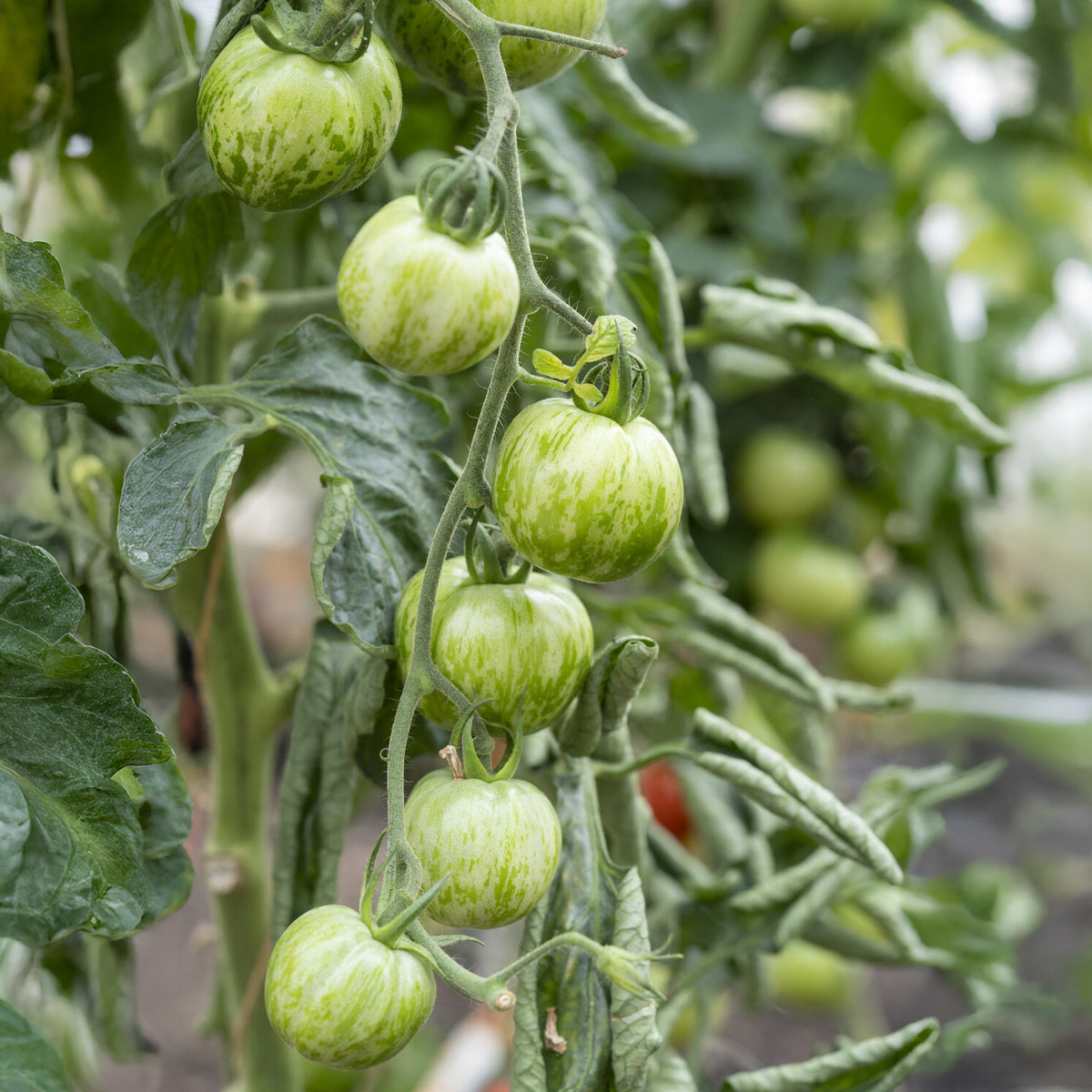 Tomate Green Zebra Pflanzen - Bakker