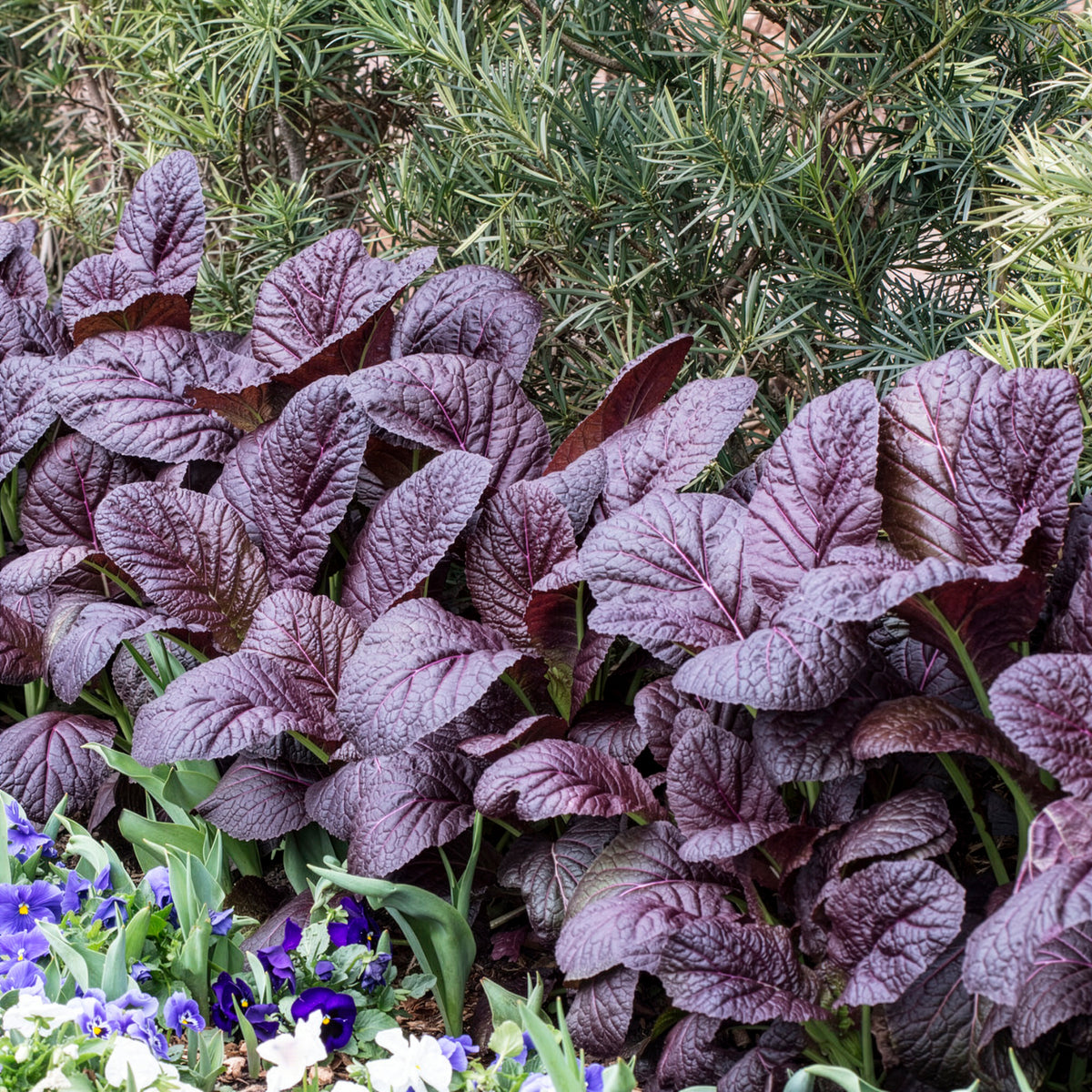 Roter Blattsenf Red Giant Bio - Brassica juncea integrifolia red giant - Bakker