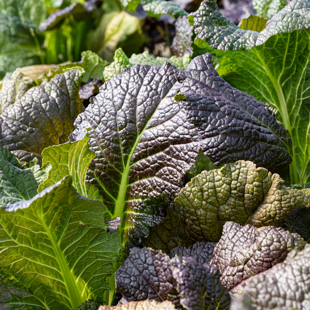 Roter Blattsenf Red Giant Bio - Bakker
