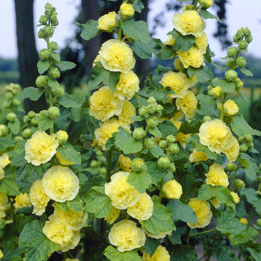 Stockrose gefüllt gelb - Bakker