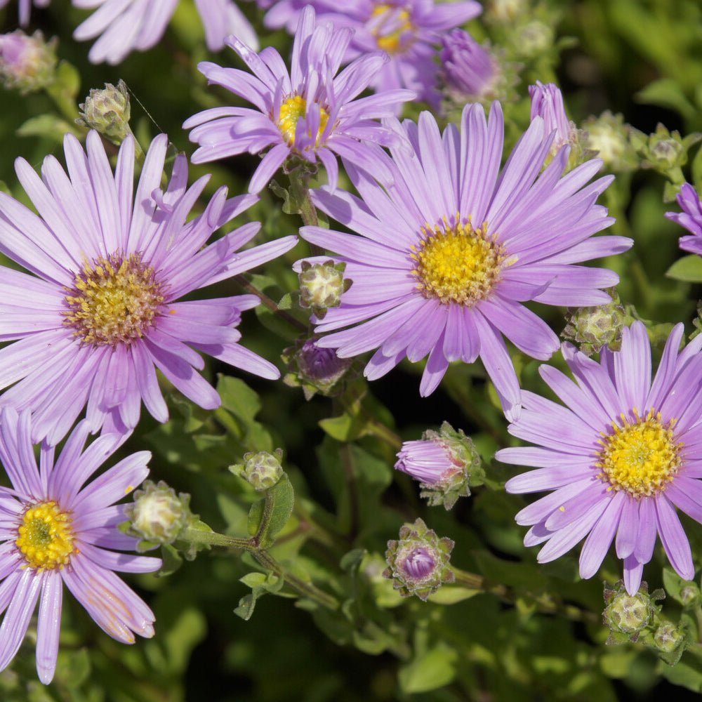 Sommer-Aster 'Rosa Erfüllung' - Bakker