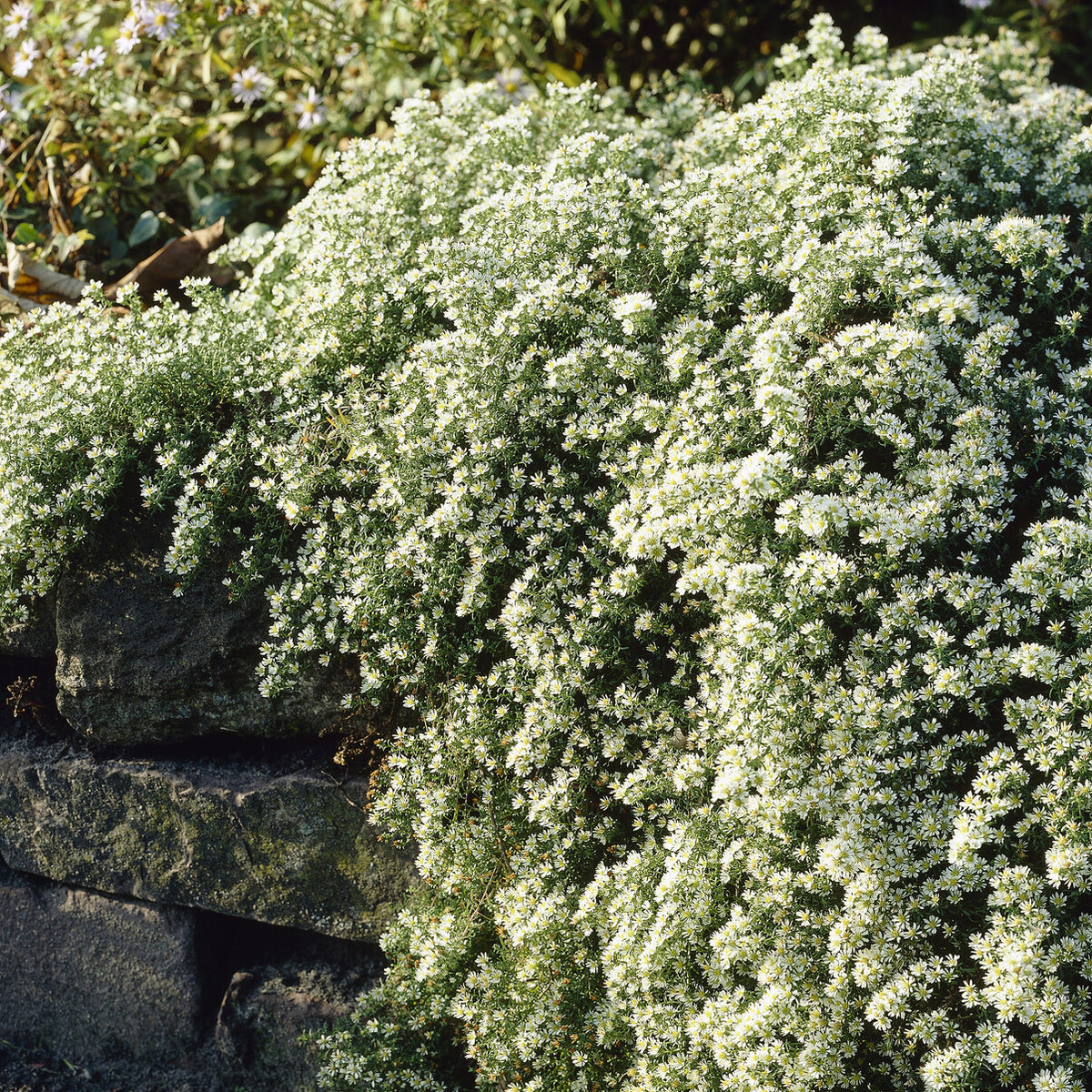 Astern - Teppich-Aster 'Snow Flurry' - Aster ericoides Snowflurry