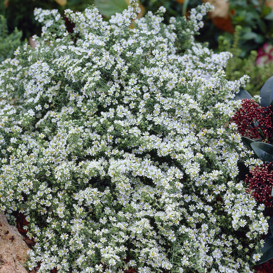 Teppich-Aster 'Snow Flurry' - Bakker
