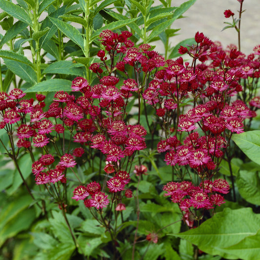 Große Sterndolde Ruby Wedding - Bakker
