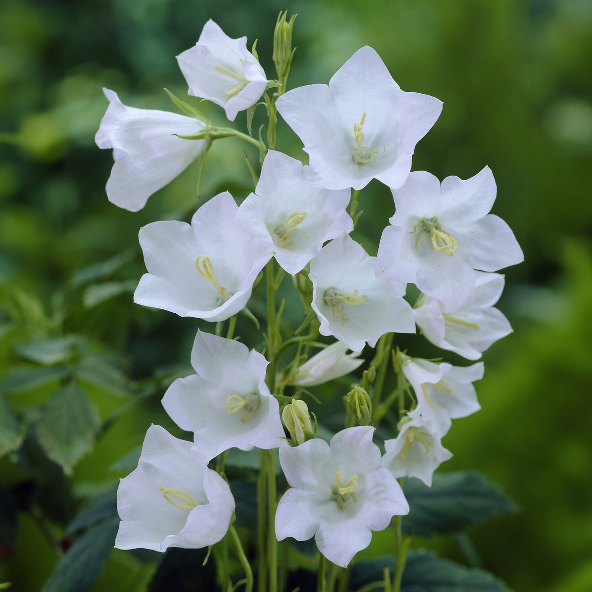 Campanula persicifolia Alba - Pfirsichblättrige Glockenblume Alba - Glockenblumen