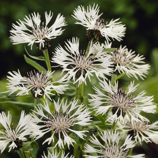 Weiße Bergflockenblume - Bakker