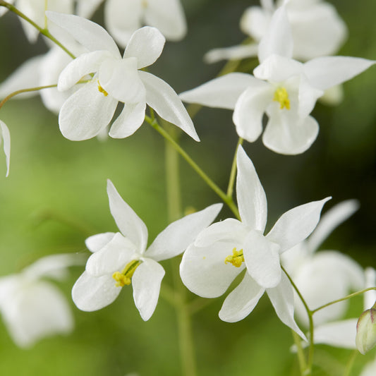 Elfenblume Niveum - Bakker