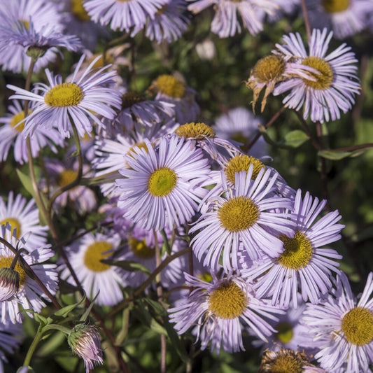 Spanisches Gänseblümchen ‘Quakeress’ - Bakker