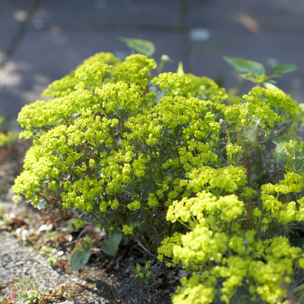 Wolfsmilch - Zypressen-Wolfsmilch Clarice Howard - Euphorbia cyparissias clarice howard
