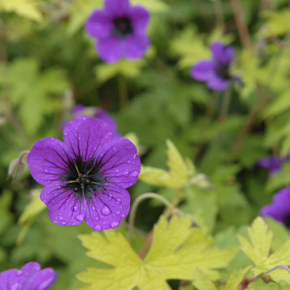Geranium Ann Folkard - Geranium Ann Folkard - Bakker