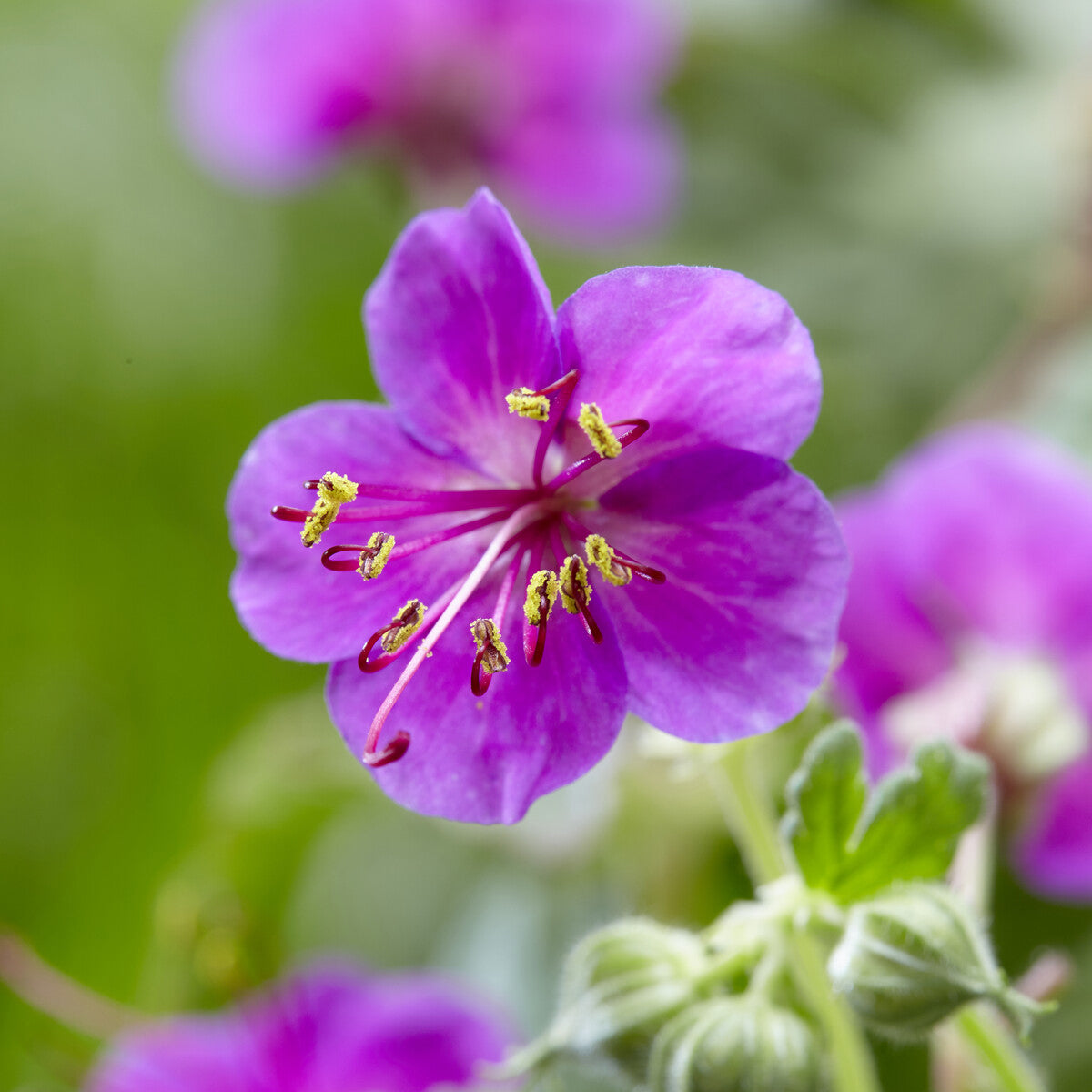 Geranien - Balkan-Storchschnabel Czakor - Geranium macrorrhizum Czakor