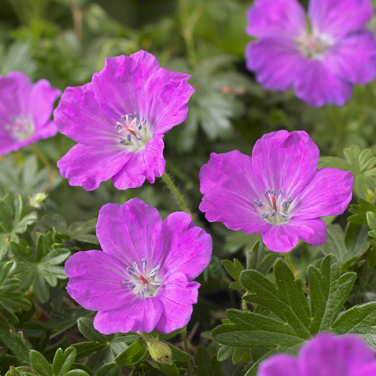 Blut-Storchschnabel Max Frei - Geranium sanguineum Max Frei - Bakker
