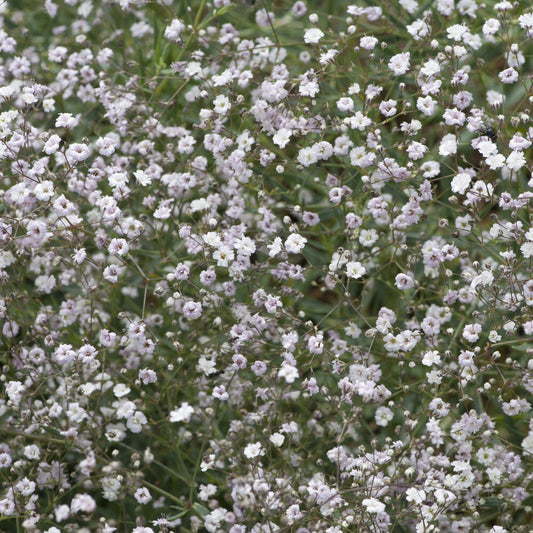 Kriechendes Schleierkraut 'Rosenschleier' - Bakker