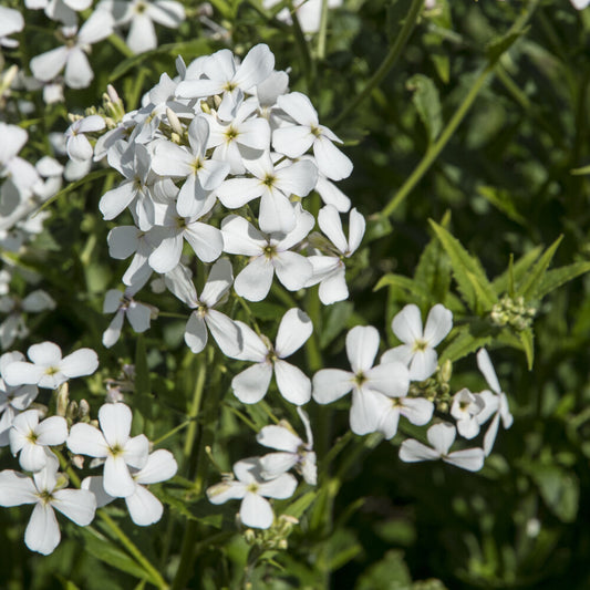 Nachtviole 'Alba' - Bakker