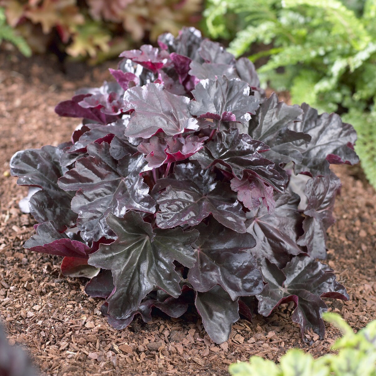 Heuchera Obsidian - Bakker
