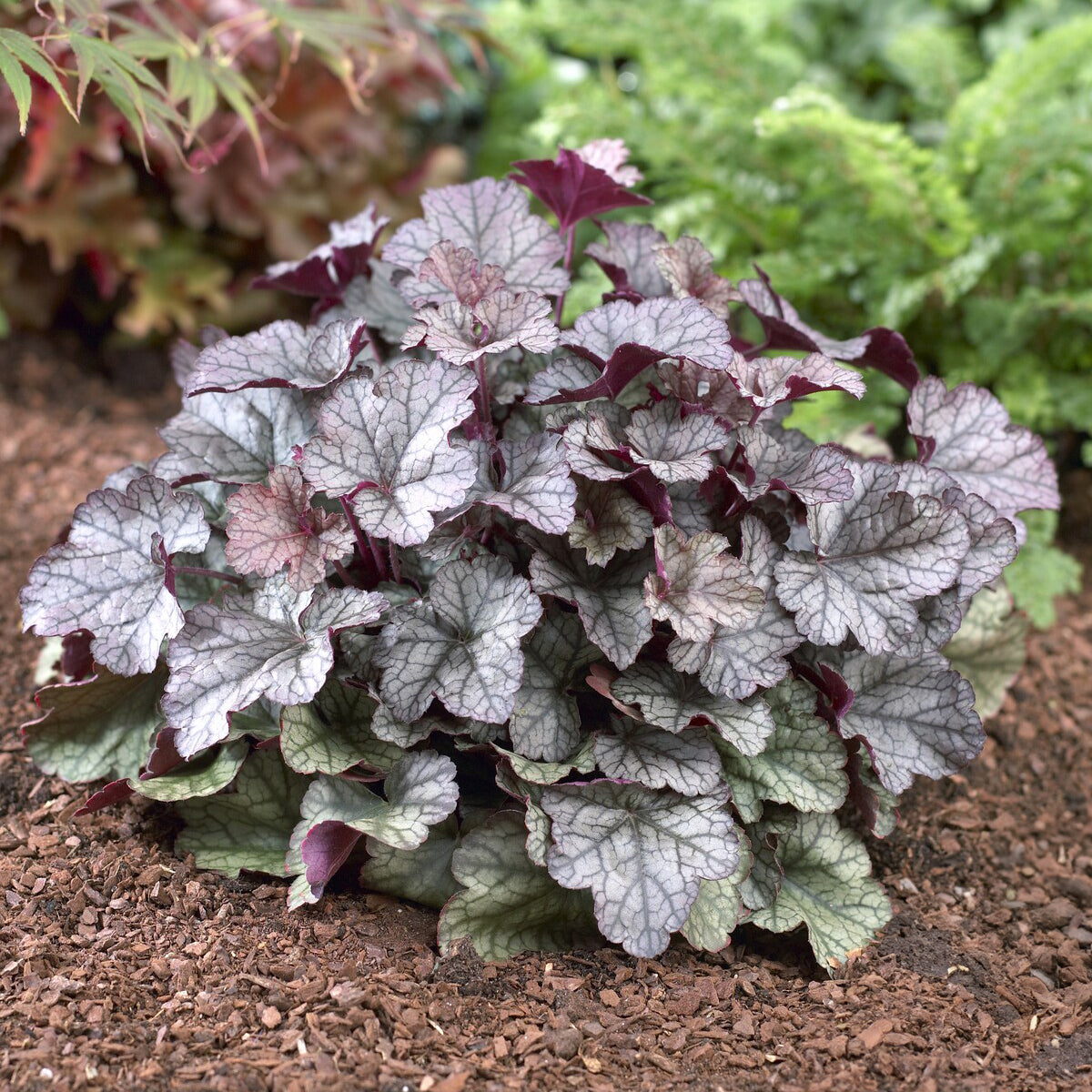 Heuchera Silver Scrolls - Heuchera Silver Scrolls - Bakker