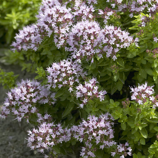 Oregano ‘Compactum’ - Bakker