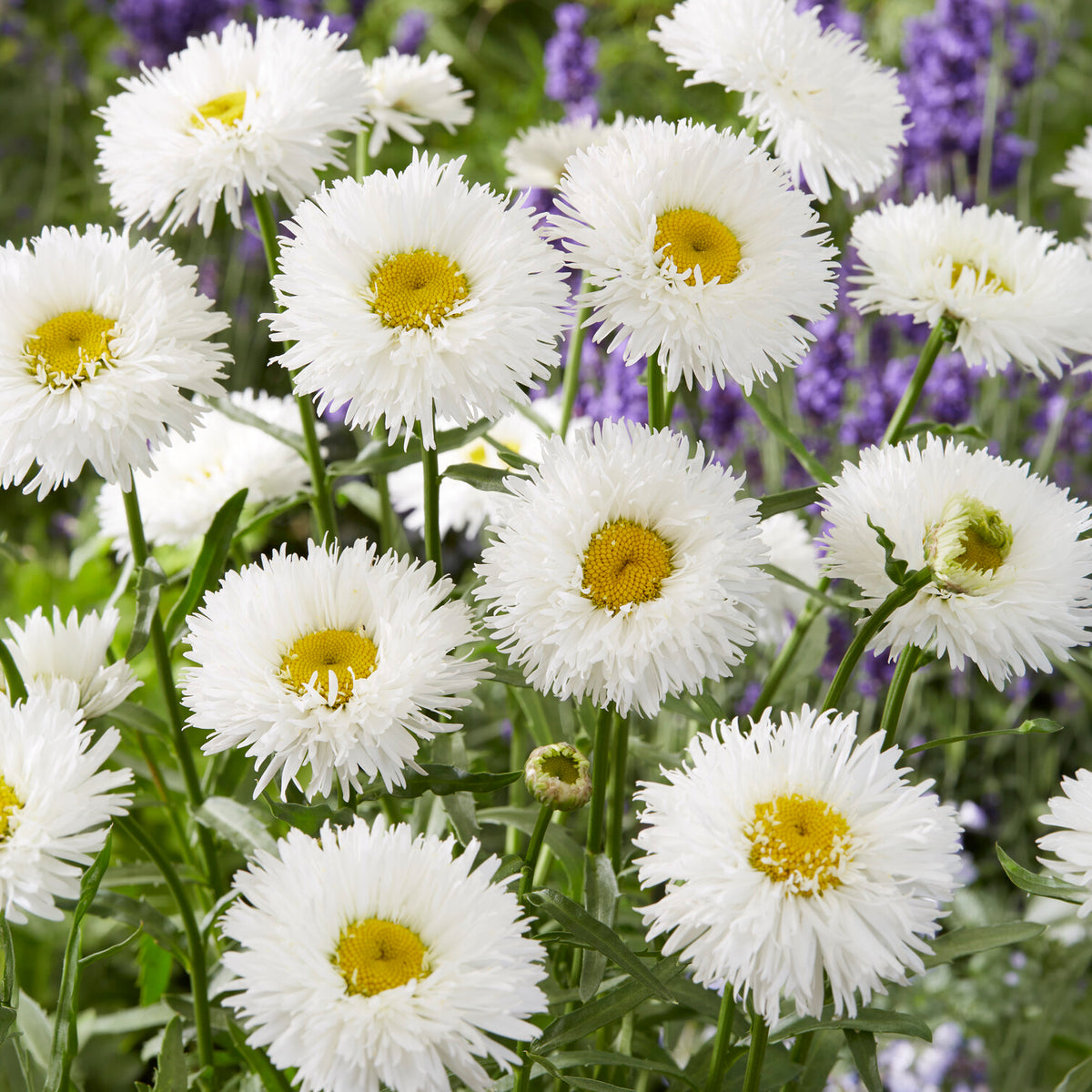 Leucanthemum superbum laspider - Großblumige Margerite Laspider - Leucanthemum - Margerite