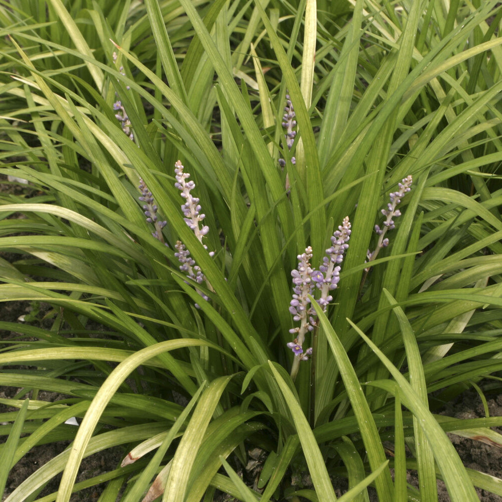 Liriope spicata - Liriope spicata - Bakker