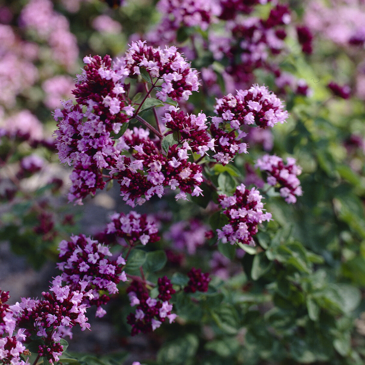 Blüten-Dost 'Rosenkuppel' - Origanum Rosenkuppel - Bakker