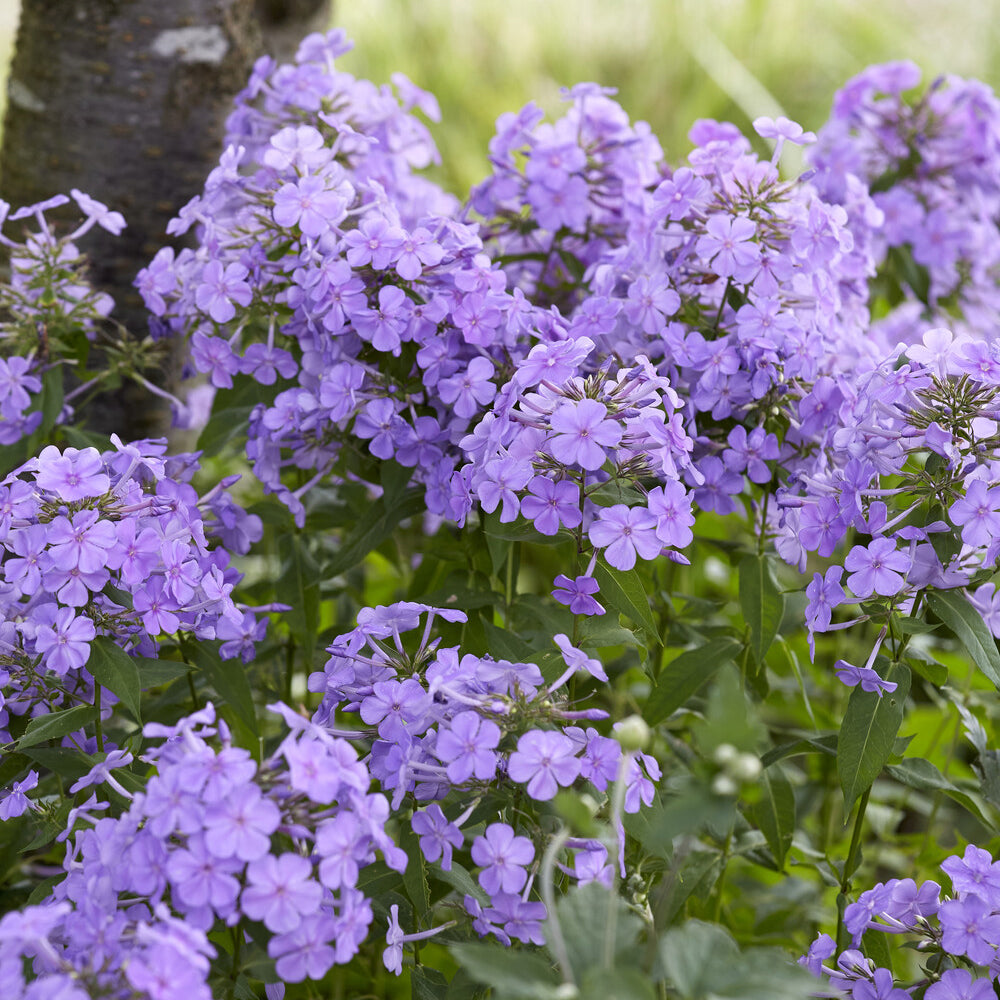 Phlox paniculata Blue Paradise - Paniculierter Phlox Blue Paradise - Phlox