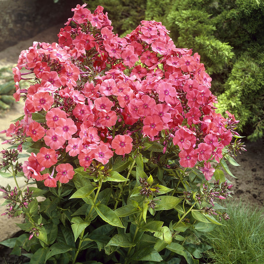 Hohe Flammenblume 'Orange Perfection' - Bakker