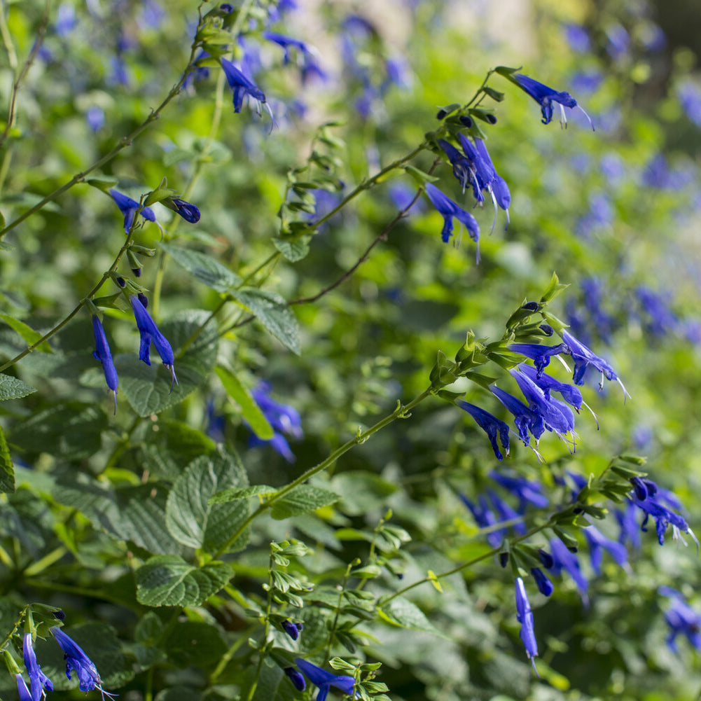 Salbei - Salbei Blue Enigma - Salvia guaranitica Blue Enigma