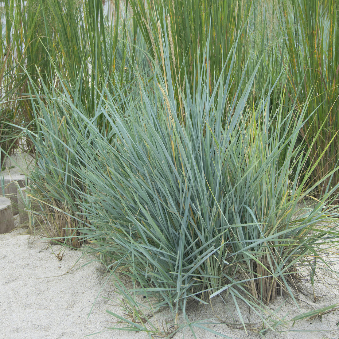 Meerroggen Blue Dune - Bakker